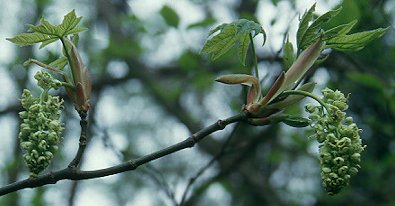 Image of Acer macrophyllum, Bigleaf Maple