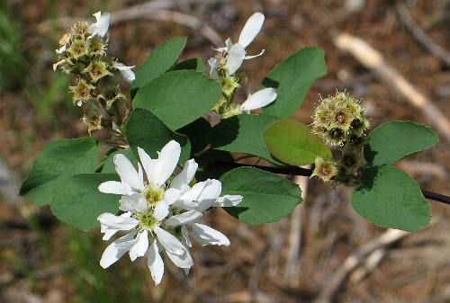 Image of Amelanchier alnifolia, Serviceberry