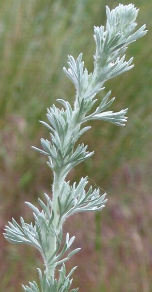 Image of Artemisia frigida, Prairie Sagewort