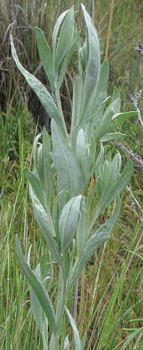 Image of Artemisia ludoviciana(?), Western Mugwort(?)