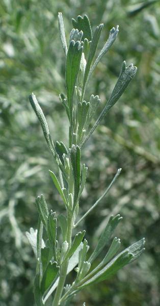 Image of Artemisia tridentata, Big Sagebrush