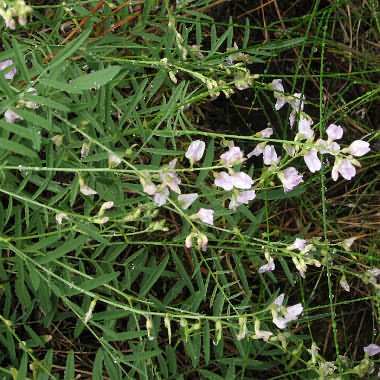 Image of Astragalus miser(?), Timber Milk-vetch(?)