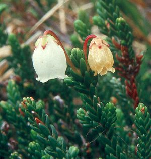 Image of Cassiope mertensiana, Mertens' Mountain Heather