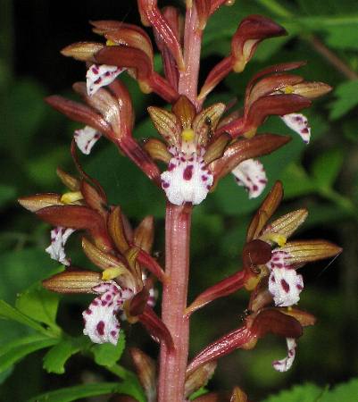Image of Corallorhiza maculata, Spotted Coralroot