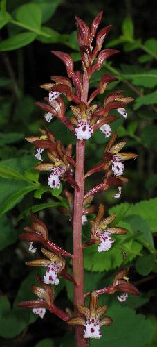 Image of Corallorhiza maculata, Spotted Coralroot