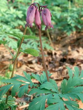 Image of Dicentra formosa, Pacific Bleedingheart