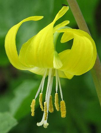Image of Erythronium grandiflorum, Yellow Glacier Lily