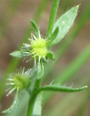Image of Lappula occidentalis, Western Stickseed