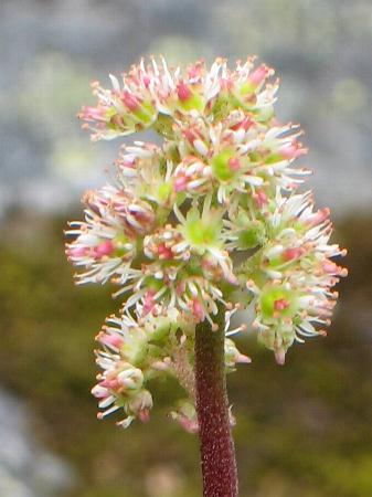 Image of Leptarrhena pyrolifolia, Leatherleaf Saxifrage