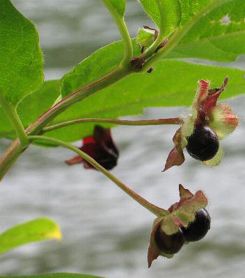 Image of Lonicera involucrata, Black Twinberry