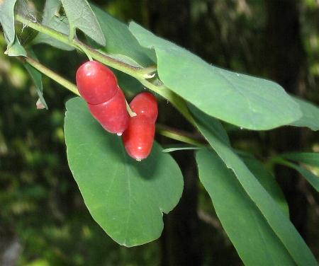 Image of Lonicera utahensis, Red Twinberry