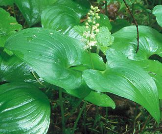 Image of Maianthemum dilatatum, False Lily-of-the-valley