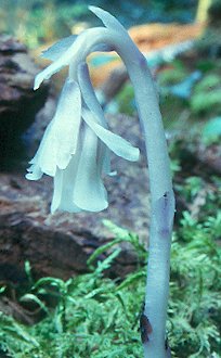 Image of Monotropa uniflora, Indian Pipe