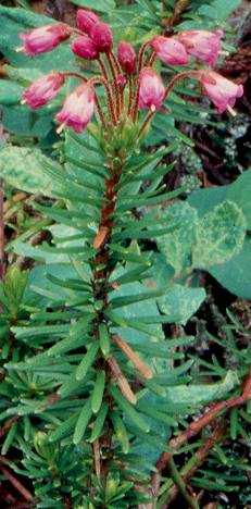 Image of Phyllodoce empetriformis, Pink Mountain Heather