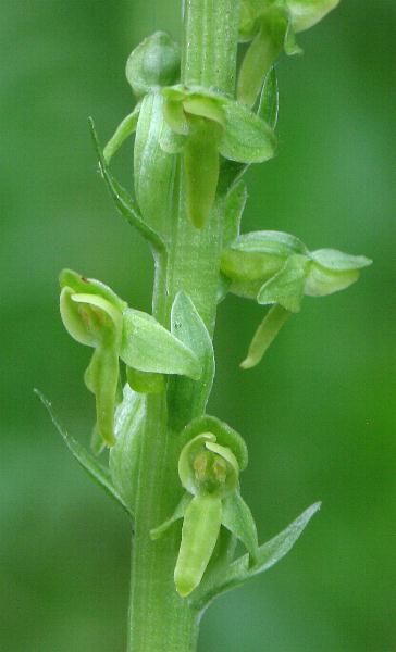 Image of Platanthera stricta, Slender Bog-orchid
