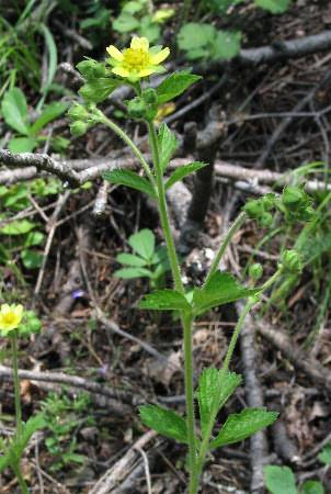 Image of Potentilla glandulosa(?), Sticky Cinquefoil(?)