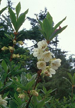 Image of Rhododendron albiflorum, White-flowered Rhododendron