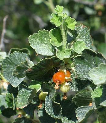 Image of Ribes cereum, Squaw Currant