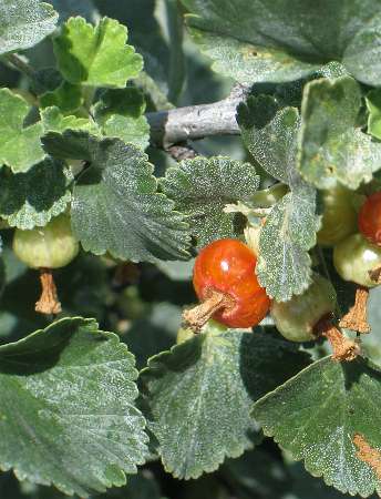 Image of Ribes cereum, Squaw Currant