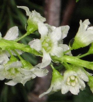 Image of Ribes hudsonianum(?), Northern Blackcurrant(?)