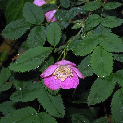 Image of Rosa gymnocarpa, Baldhip Rose