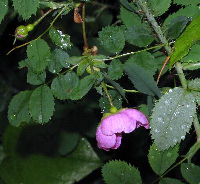 Image of Rosa gymnocarpa, Baldhip Rose