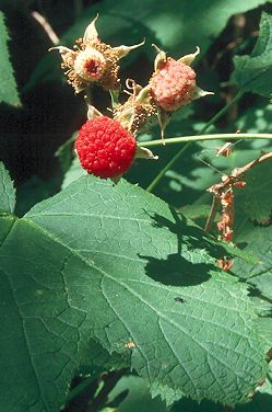 Image of Rubus parviflorus, Thimbleberry