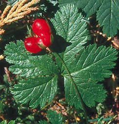 Image of Rubus pedatus, Five-leaved Bramble