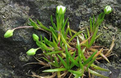 Image of Sagina maxima ssp. crassicaulis, Coastal Pearlwort
