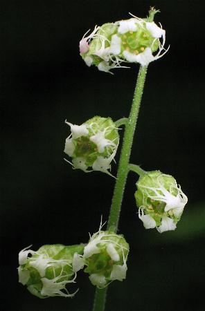 Image of Tellima grandiflora, Fringe Cups