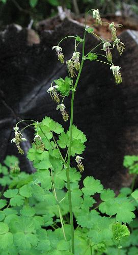 Image of Thalictrum occidentale(?), Western Meadow-rue(?)