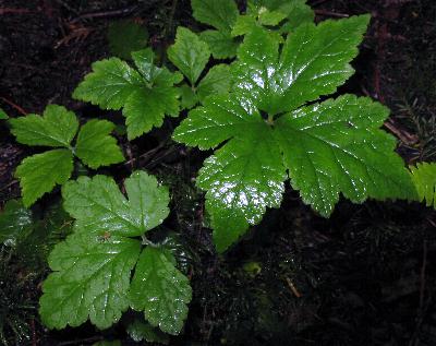 Image of Tiarella trifoliata var. trifoliata, Three-leaved Foamflower