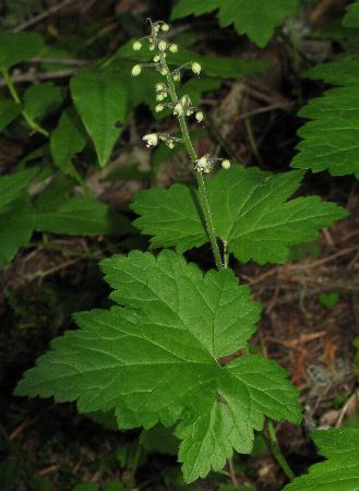 Image of Tiarella trifoliata var. unifoliata, One-leaved Foamflower