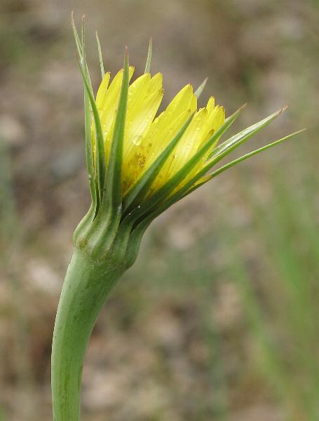 Image of Tragopogon dubius, Yellow Salsify