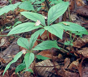 Image of Trientalis latifolia, Broad-leaved Starflower