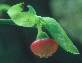 Image of Vaccinium parvifolium(?), Red Huckleberry(?)