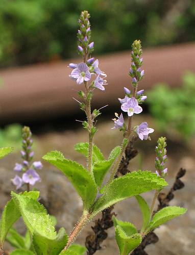 Image of Veronica officinalis, Common Speedwell