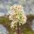 Image of Leptarrhena pyrolifolia, Leatherleaf Saxifrage, June 13, 2006, Balu Pass Trail, Glacier National Park