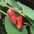 Image of Lonicera utahensis, Red Twinberry, June 12, 2006, Mount Revelstoke National Park