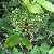 Image of Mahonia aquifolium, Tall Oregon Grape, June 11, 2006, Kalamalka Provincial Park