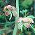 Image of Pyrola asarifolia, Pink Wintergreen