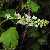 Image of Ribes hudsonianum(?), Northern Blackcurrant(?), June 8, 2006, Manning Park