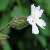 Image of Silene latifolia ssp. alba, White Campion, June 15, 2006, Roderick Haig-Brown Provincial Park