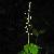 Image of Tiarella trifoliata var. trifoliata, Three-leaved Foamflower, May 28, 2006, Stanley Park, Vancouver, B. C.