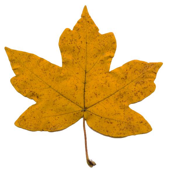 Herbstblatt von Acer campestre, Feld-Ahorn