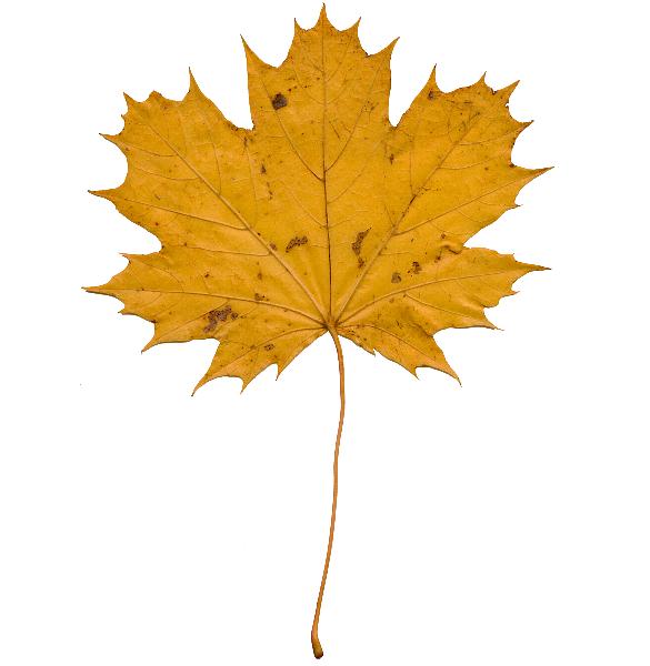 Herbstblatt von Acer platanoides, Spitz-Ahorn