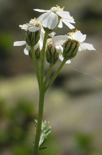 Fotografie von Achillea erba-rotta ssp. moschata, Moschus-Schafgarbe