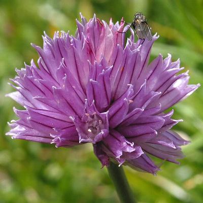 Fotografie von Allium schoenoprasum, Schnittlauch