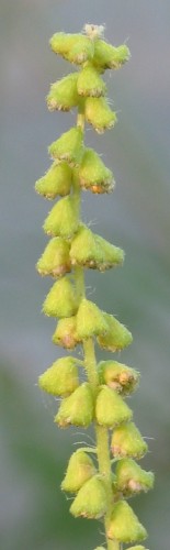Fotografie von Ambrosia artemisiifolia, Beifußblättriges Traubenkraut
