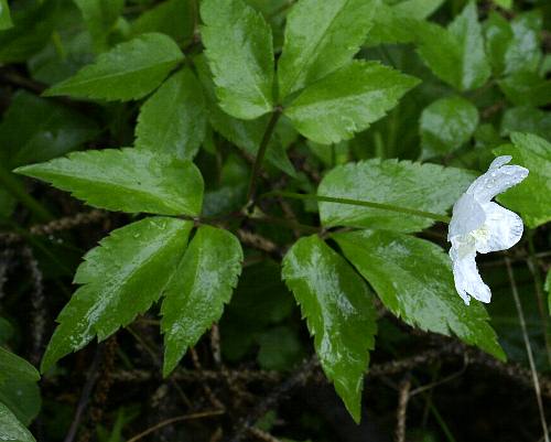 Fotografie von Anemone trifolia, Dreiblatt-Windröschen